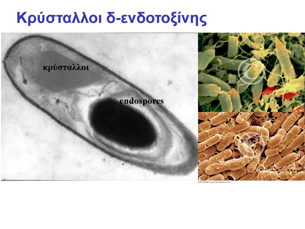 Π', γ *v * Κξύζηαιινη