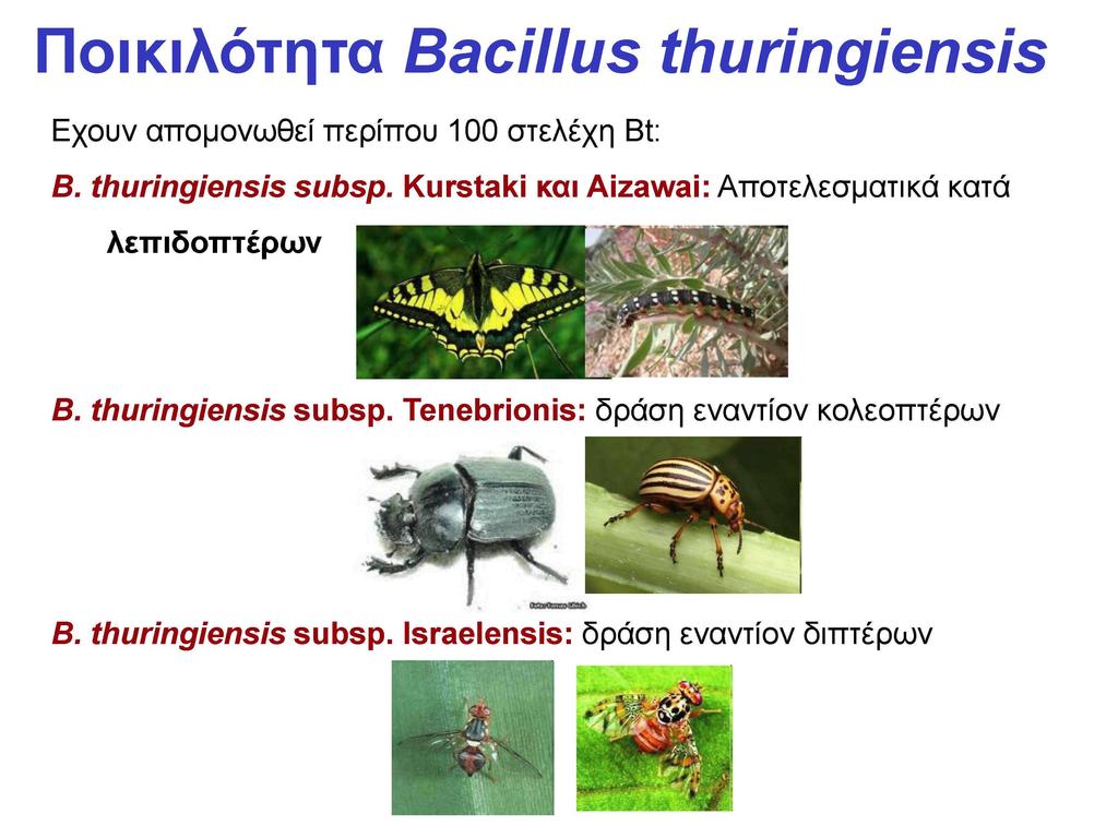 Πνηθηιόηεηα Bacillus thuringiensis Eρνπλ απνκνλσζεί πεξίπνπ 100 ζηειέρε Bt: Β. thuringiensis subsp.