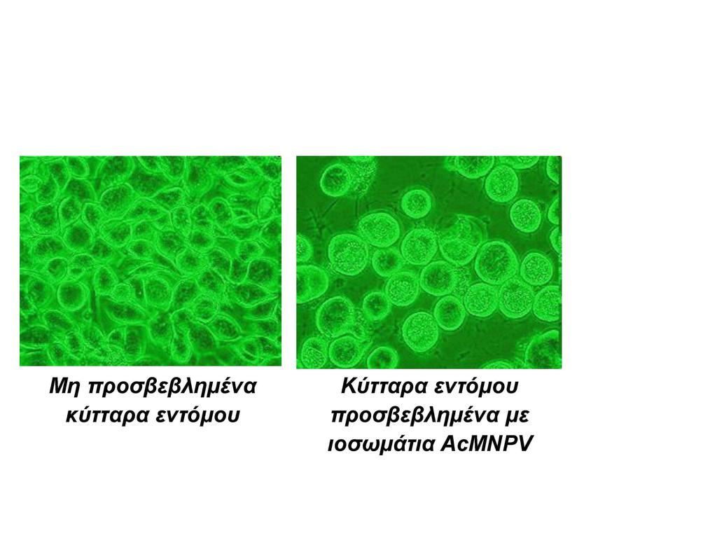 Μη πποζβεβλημένα κύηηαπα ενηόμος Κύηηαπα