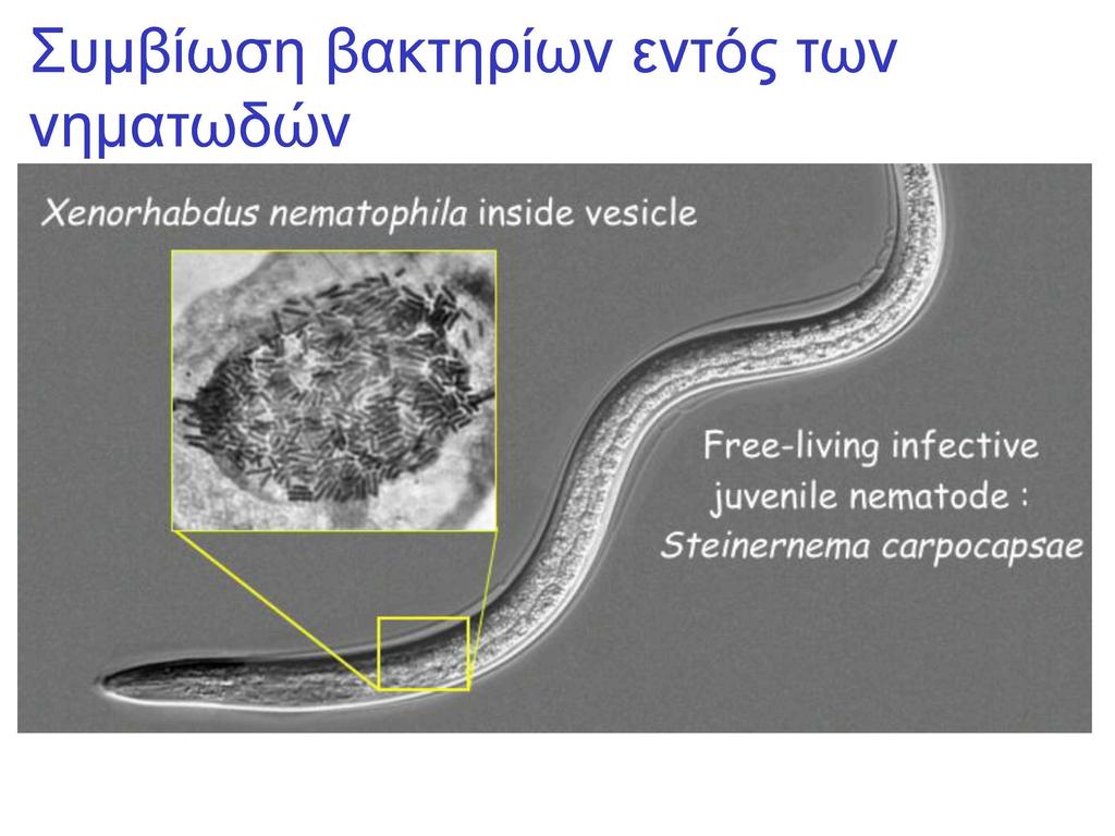 Συμβίωση βακτηρίων