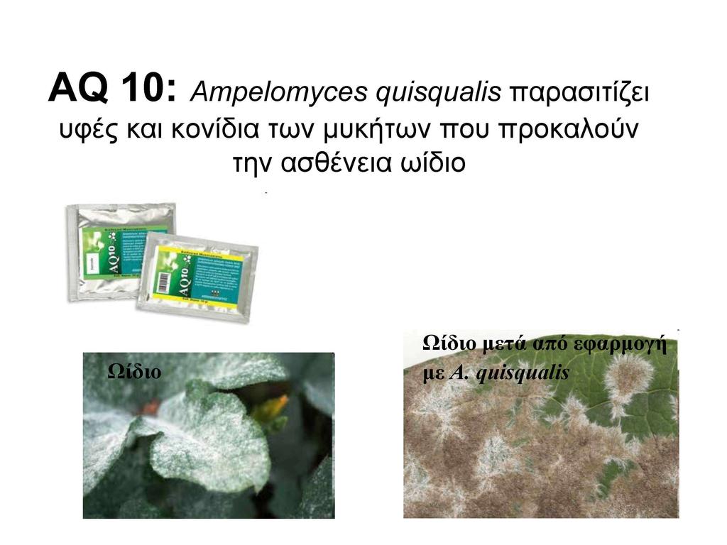 AQ 10: Ampelomyces quisqualis παρασ\ι\ζε\ υφές και