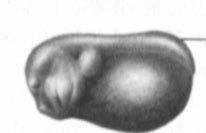 Embryo at stage 16. 17 (γένεση ουράς) Μήκος: 2,6±0,02 mm.
