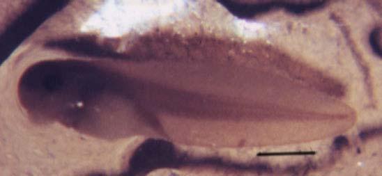 epeirotica at stage 20. Bar = 0.9 mm. Μήκος: 5,1±0,4 mm. Αρχίζει να φαίνεται το µάτι. Εικόνα 48. Γυρίνος R. epeirotica στο στάδιο 21.
