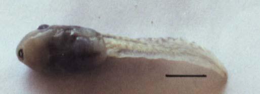 23 29 (ανάπτυξη πίσω ποδιού) 26 30 (ανάπτυξη πίσω ποδιού) Εικόνα 53.Πίσω πόδι σε γυρίνο R. epeirotica στο στάδιο 28. Κλίµακα =0,08 mm. Figure 53. Hindlimb bud of tadpole R. epeirotica at stage 28.