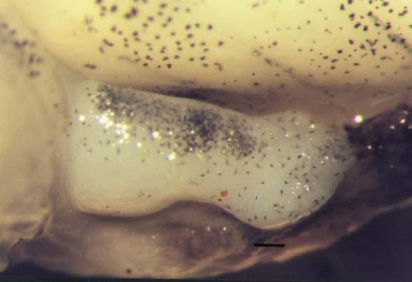 epeirotica at stage 31. Bar = 0.2 mm. 31 32 (εµφάνιση 33 33 (εµφάνιση Ολικό µήκος: 35,7±4,3 mm (σώµα: 13±1,3 mm, ουρά: 22,7±3 mm). Μέγεθος ποδιού = 0,8 mm x 1 mm. Στο πόδι φαίνονται δύο δάκτυλα.