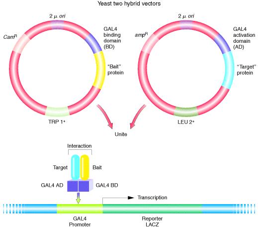 59 Το σύστημα δύο υβριδίων (A) Ο μεταγραφικός ενεργοποιητής Gal4p προσδένεται στο DNA σε consensus αλληλουχίες πρόσδεσης (UAS) και ενεργοποιεί την μεταγραφή του γονιδίου μάρτυρα lacz.