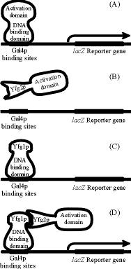 (C) Υβρίδιο της περιοχής πρόσδεσης στο DNA του Gal4p με την πρωτεϊνη Yfg1 δεν ενεργοποιεί την μεταγραφή γιατί δεν περιέχει περιοχή ενεργοποίησης της μεταγραφής.