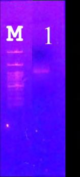 χρησιμοποιήθηκαν έμβρυα ενεμμένα με Morpholino Coup-TF η μορφολογία τους ήταν παρόμοια με αυτή που μόλις περιγράφηκε.