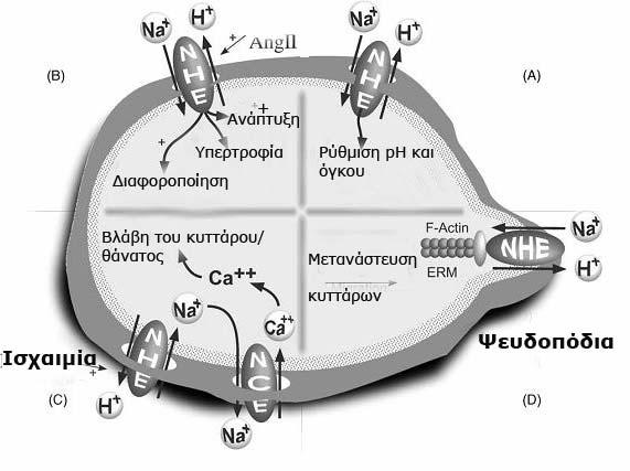 Εισαγωγή Εικόνα 15. Οι φυσιολογικές λειτουργίες του ΝΗΕ1. Α. Ρύθμιση του ph σε κατάσταση ηρεμίας του κυττάρου. Β.