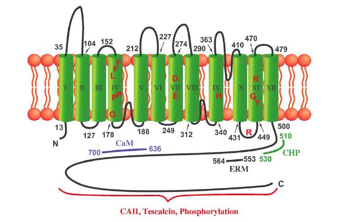 Εισαγωγή ακτίνης μέσω των πρωτεϊνών ezrin, radixin και moesin (ERM) (Εικόνα 16).