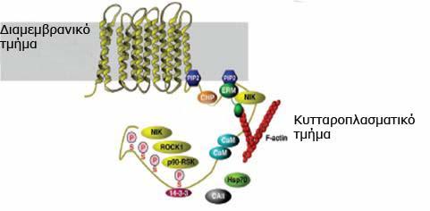 Εισαγωγή σχετιζόμενη με την ERK, p90rsk [522] και την Ste20 like Nck interacting kinase (NIK) [523].