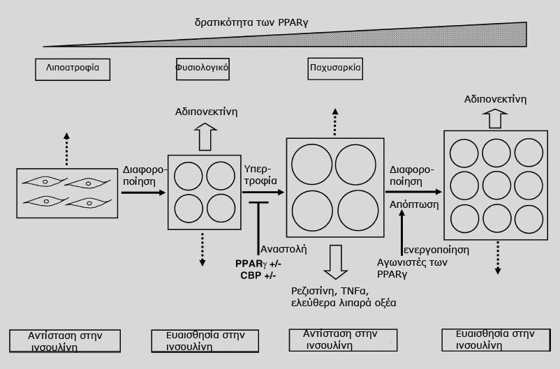 Εισαγωγή στα μακροφάγα, το λιπώδη ιστό και το παχύ έντερο [174] ενώ για τον PPARγ4 δεν είναι ακόμη γνωστή η κατανομή του [175].