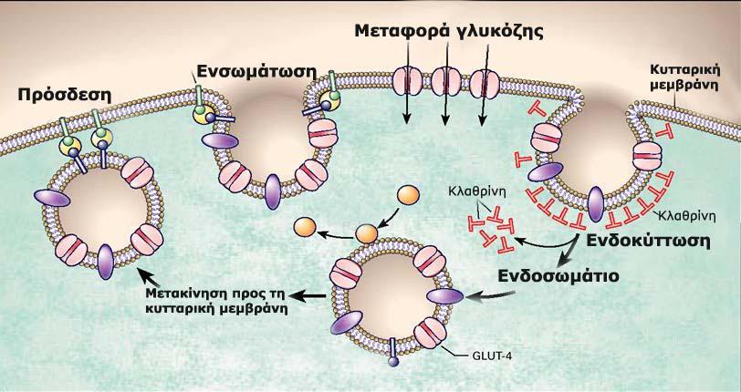 Εισαγωγή Εικόνα 8. Μετακίνηση των υποδοχέων της γλυκόζης, GLUT 4, μεταξύ της κυτταρικής μεμβράνης και του κυτταροπλάσματος όπου παραμένει σε ενδοσωμάτια.