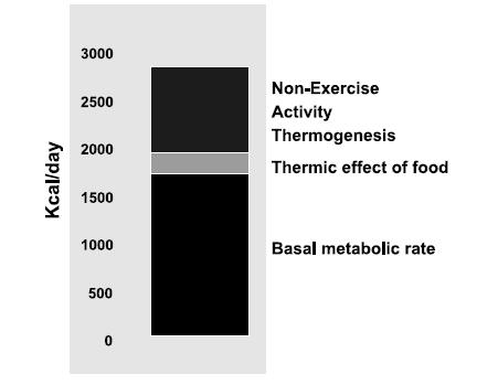 Εισαγωγή Ημερήσια κατανάλωση ενέργειας Kcal/ημέρα Θερμογένεση λόγω «αυτόματης» φυσικής άσκησης Θερμικό αποτέλεσμα της τροφής Βασικός μεταβολισμός Εικόνα 11.