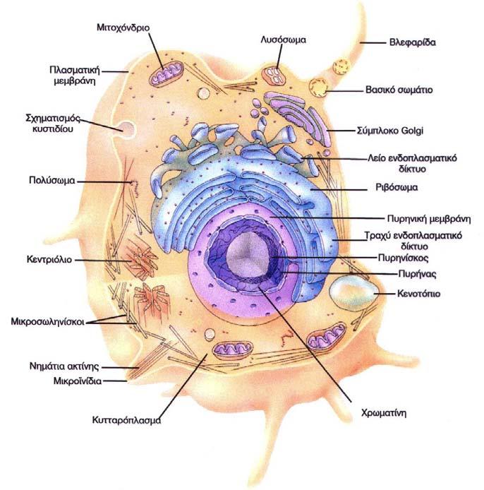 Εικόνα 3.3: Το τυπικό ευκαρυωτικό κύτταρο Πλασματική Μεμβράνη Πλασματική μεμβράνη ονομάζεται η μεμβράνη που οριοθετεί το κύτταρο σε σχέση με το εξωτερικό του περιβάλλον.