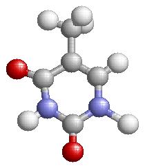 Θυμίνη/T (Thymine), Κυτοσίνη/C (Cytosine). Στον πίνακα 3.