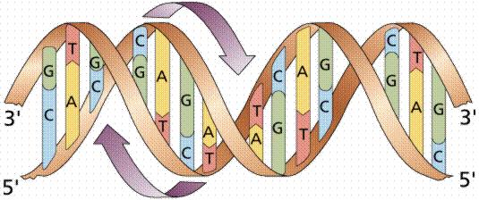 Εικόνα 3.6: Αλυσίδα DNA 3.2.3 RNA Όπως προαναφέρθηκε, τα γονίδια όλων των προκαρυωτικών και ευκαρυωτικών οργανισμών αποτελούνται από DNA.