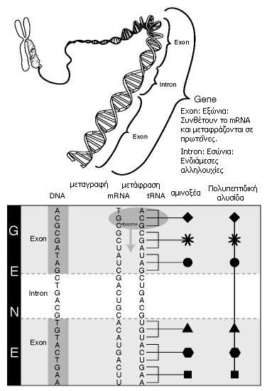 Εικόνα 3.14: Εξώνια και Εσώνια Όταν ένα γονίδιο μεταγράφεται, δημιουργείται το πρόδρομο mrna που περιέχει και εσώνια και εξώνια.