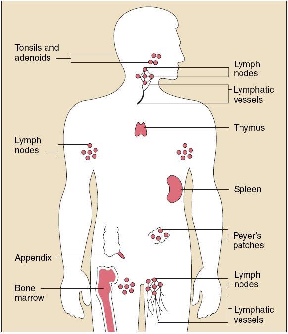 Εισαγωγή όργανα και στην ουσία μεταφέρονται από τη λέμφο στον θωρακικό πόρο, απ όπου εισέρχονται στην κυκλοφορία του αίματος. Εικόνα 2: Η κατανομή των λεμφικών ιστών του σώματος.