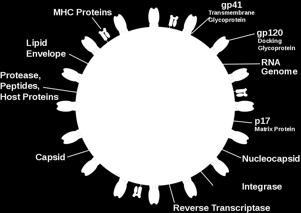 που προεκβάλλουν στην εξωτερική του επιφάνεια. Κάθε τέτοια προεκβολή σχηματίζεται από τη σύνδεση 2 κύριων γλυκοπρωτεϊνών, της εξωκυτταρικής gp120 και της διαμεμβρανικής gp41.
