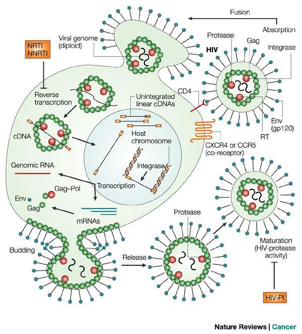 Εισαγωγή Εικόνα 8: Ο ιός HIV-1 και ο κύκλος ζωής του (http://www.nature.