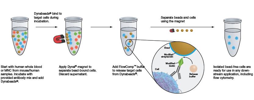 Υλικά και Μέθοδοι Απομόνωση υποπληθυσμών κυττάρων Οι υποπληθυσμοί των Τ λεμφοκυττάρων θα απομονωθούν με τη χρήση μαγνητικών σφαιριδίων.