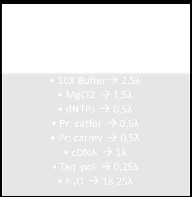 Υλικά και Μέθοδοι Για την Cat: Primers: sense 5 -ggaaatcgtcgtggtattcac-3 antisense 5 -catttcagtcagttgctcaatg-3 Ηλεκτροφόρηση σε πήκτωμα αγαρόζης Τα αποτελέσματα της PCR, αξιολογήθηκαν με