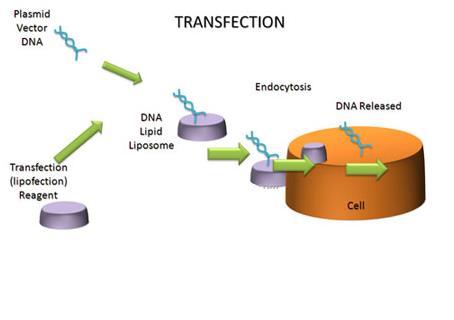 Υλικά και Μέθοδοι Διαμόλυνση (transfection) Jurkat κυττάρων Μετρούνται τα κύτταρα Χρησιμοποιούυνται 2 Χ 10 6 κύτταρα.