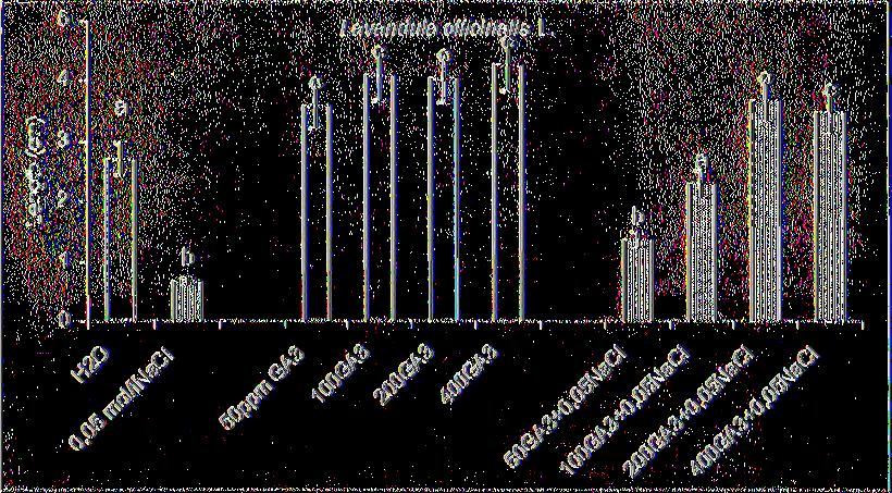 Εικ. 37: Επίδραση του NaCl και του GA3 στο μήκος φυταρίων (±s.e.) λεβάντας (Lavandula officinalis L.