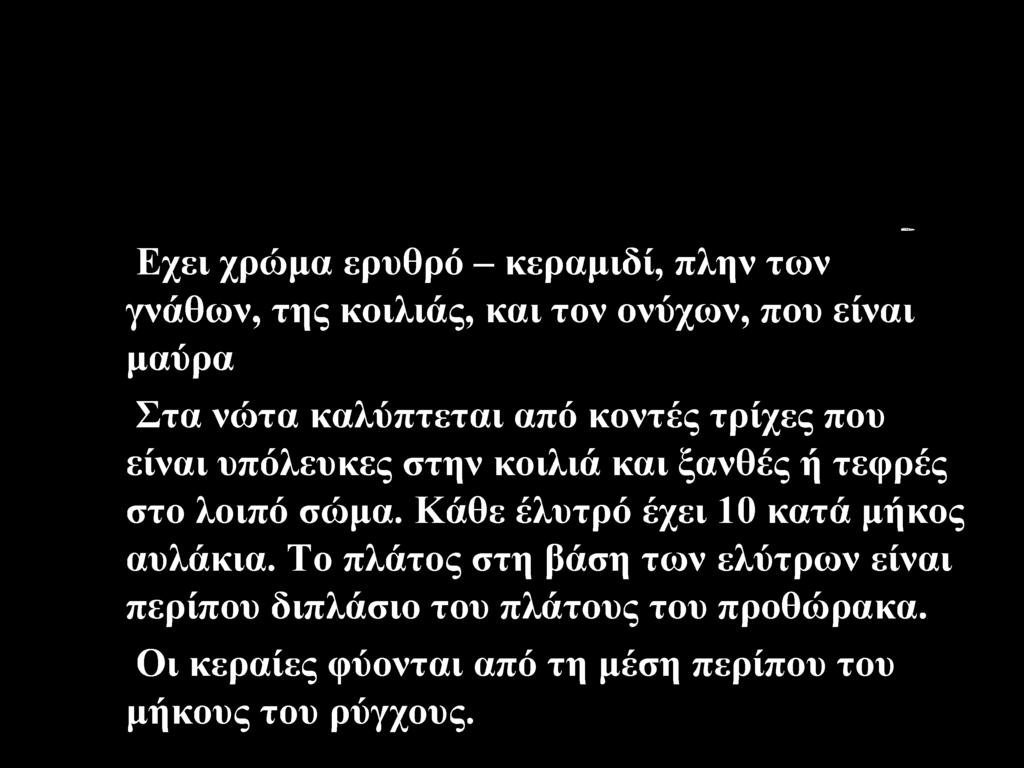 Το πλάτος στη βάση των ελύτρων είναι περίπου διπλάσιο του