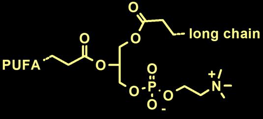 H Lp-PLA 2 Υδρολύει τα