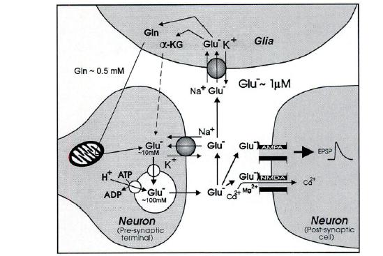 Εικόνα 6. Η κινητοποίηση του L-γλουταμινικού στις νευρικές συνάψεις. Το γλουταμινικό συγκεντρωμένο σε συναπτικά κυστίδια απελευθερώνεται με σύντηξη των κυστιδίων με την προσυναπτική μεμβράνη.