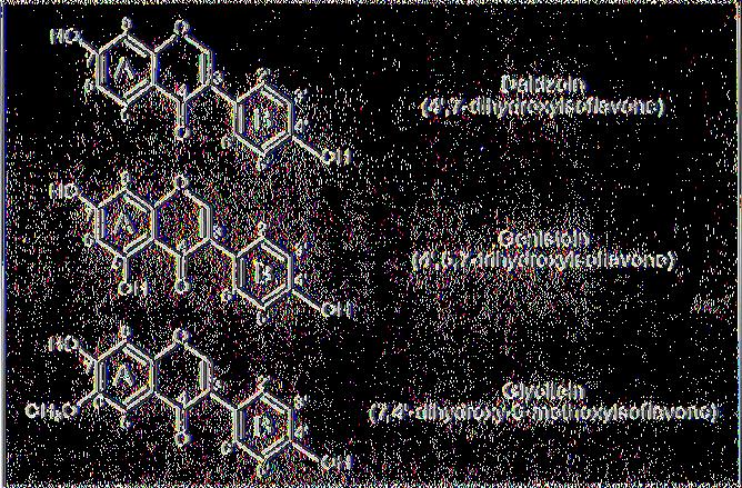 (Messina, 1999). Εικόνα 5. Χημικές δομές κυριότερων ιαοφλαβονών Messina, 1999,432 Καθεμία από τις ενώσεις αυτές ανευρίσκεται στα φυτά σε τέσσερις χημικές μορφές.