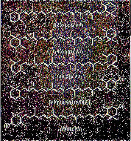 τρόπου ζωής (Arab & Steck, 2000, Gale et al, 2001).