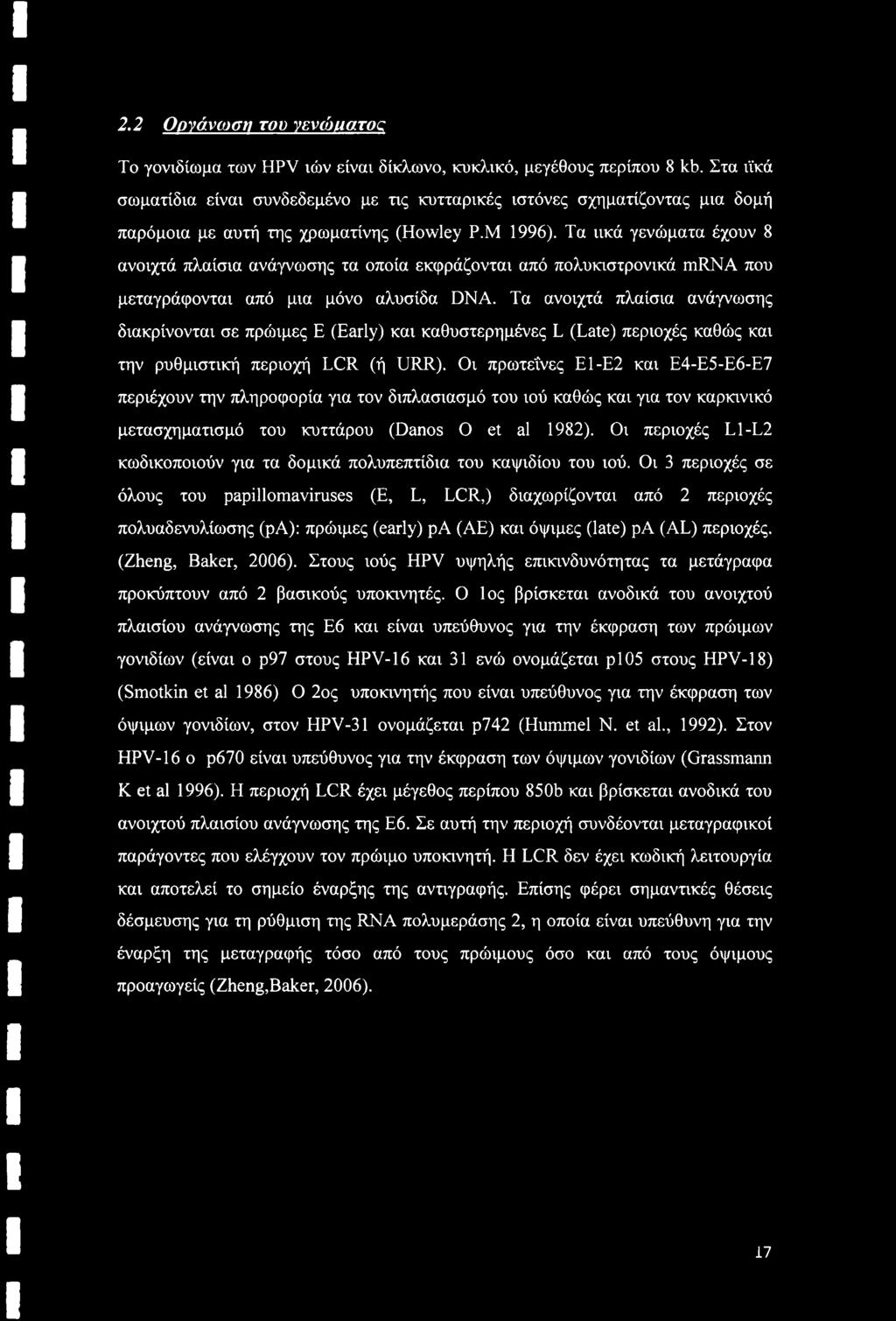 Τα ιικά γενώματα έχουν 8 ανοιχτά πλαίσια ανάγνωσης τα οποία εκφράζονται από πολυκιστρονικά mrna που μεταγράφονται από μια μόνο αλυσίδα DNA.