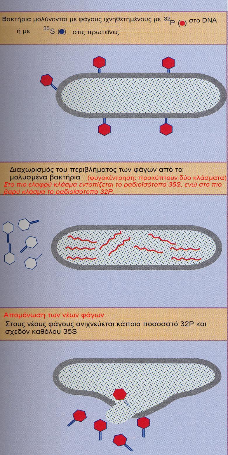 ΕΙΚΟΝΑ_1.3β Πείραμα των Hershey και Chase. Το γενετικό υλικό του φάγου Τ2 είναι το DNA. ΕΡΩΤΗΣΕΙΣ 1.