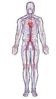 Αίμα - Ένα υγρό όργανο και το ελιξίριο της ζωής, για το οποίο δεν υπάρχει κανένα υποκατάστατο Το σύστημα κυκλοφορίας του αίματος είναι το μεγαλύτερο σύστημα μεταφοράς στον οργανισμό.