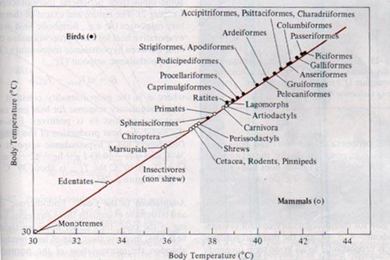 Πτηνά & Θηλαστικά Τα πτηνά και τα θηλαστικά έχουν αναπτύξει ανεξάρτητα, παρόμοια πρότυπα