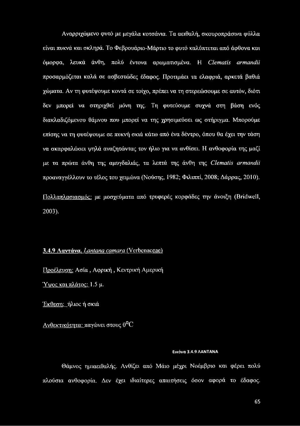 Αν τη φυτέψουμε κοντά σε τοίχο, πρέπει να τη στερεώσουμε σε αυτόν, διότι δεν μπορεί να στηριχθεί μόνη της.