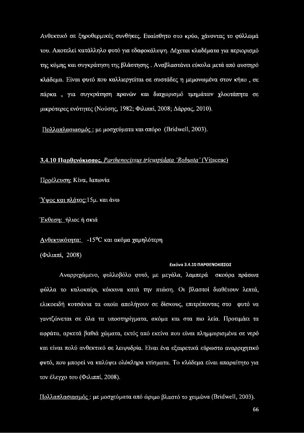 Είναι φυτό που καλλιεργείται σε συστάδες η μεμονωμένα στον κήπο, σε πάρκα, για συγκράτηση πρανών και διαχωρισμό τμημάτων χλοοτάπητα σε μικρότερες ενότητες (Νούσης, 1982; Φιλιππί, 2008; Δάρρας, 2010).