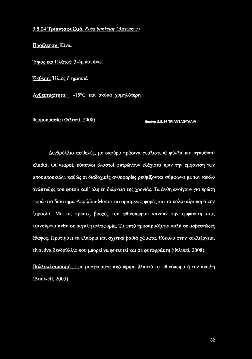 Οι νεαροί, κόκκινοι βλαστοί φυτρώνουν ελάχιστα πριν την εμφάνιση των μπουμπουκιών, καθώς οι διαδοχικές ανθοφορίες ρυθμίζονται σύμφωνα με τον κύκλο ανάπτυξης του φυτού