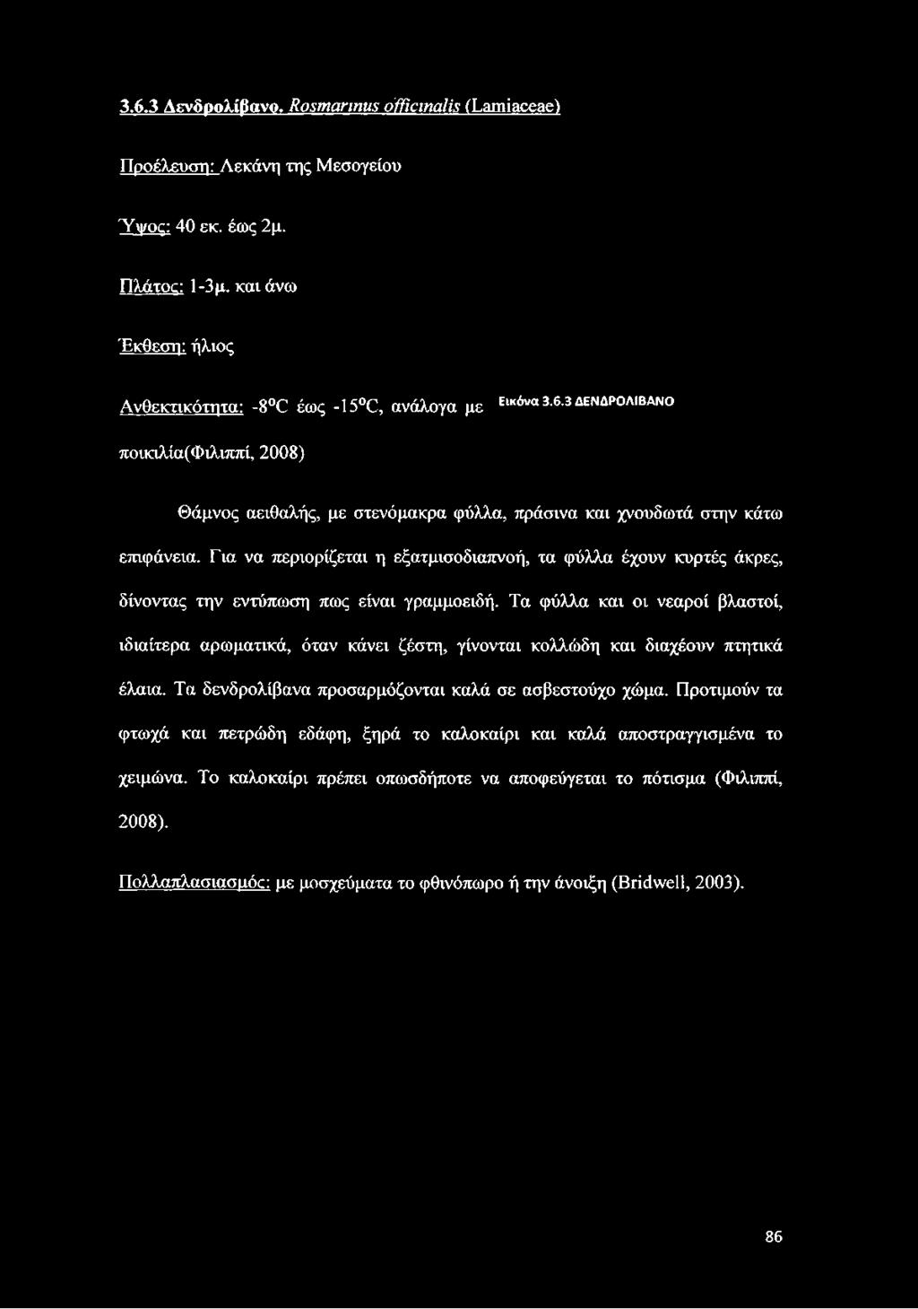 3 ΔΕΝΔΡΟΛΙΒΑΝΟ ποικιλία(φιλιππί, 2008) Θάμνος αειθαλής, με στενόμακρα φύλλα, πράσινα και χνουδωτά στην κάτω επιφάνεια.