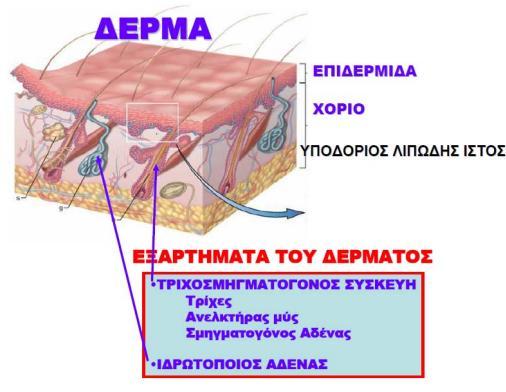 και τον σμηγματογόνο αδένα. Κάτω από το χόριο υπάρχει χαλαρός συνδετικός ιστός, το υπόδερμα ή υποδόριος ιστός, το οποίο περιέχει άφθονο λίπος (Εικ. 1 και 2). Εικόνα 1.