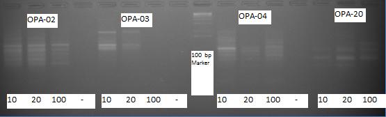 Συνθήκες PCR Οι αντιδράσεις έγιναν σε θερμικό κυκλοποιητή MJ Research PTC-100 υπό τις ακόλουθες συνθήκες (πρόγραμμα ORE28092): ένα αρχικό στάδιο αποδιάταξης στους 94 C για 4 λεπτά ακολουθούμενο από