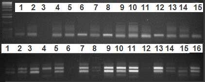 Το πρόγραμμα ολοκληρώθηκε με ένα τελευταίο βήμα επέκτασης των αλυσίδων DNA στους 72 C για 5. Τα προϊόντα PCR διαχωρίστηκαν με ηλεκτροφόρηση στα 110V σε πήκτωμα αγαρόζης 1% (Sigma).