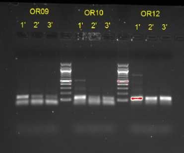 αλληλούχησης ΑΒΙ 3500 (Applied Biosystems) και ο καθορισμός του μεγέθους τους δηλαδή η διάκριση των διαφορετικών αλληλομόρφων κάθε μικροδορυφορικού γενετικού τόπου πραγματοποιήθηκε με το υπολογιστικό