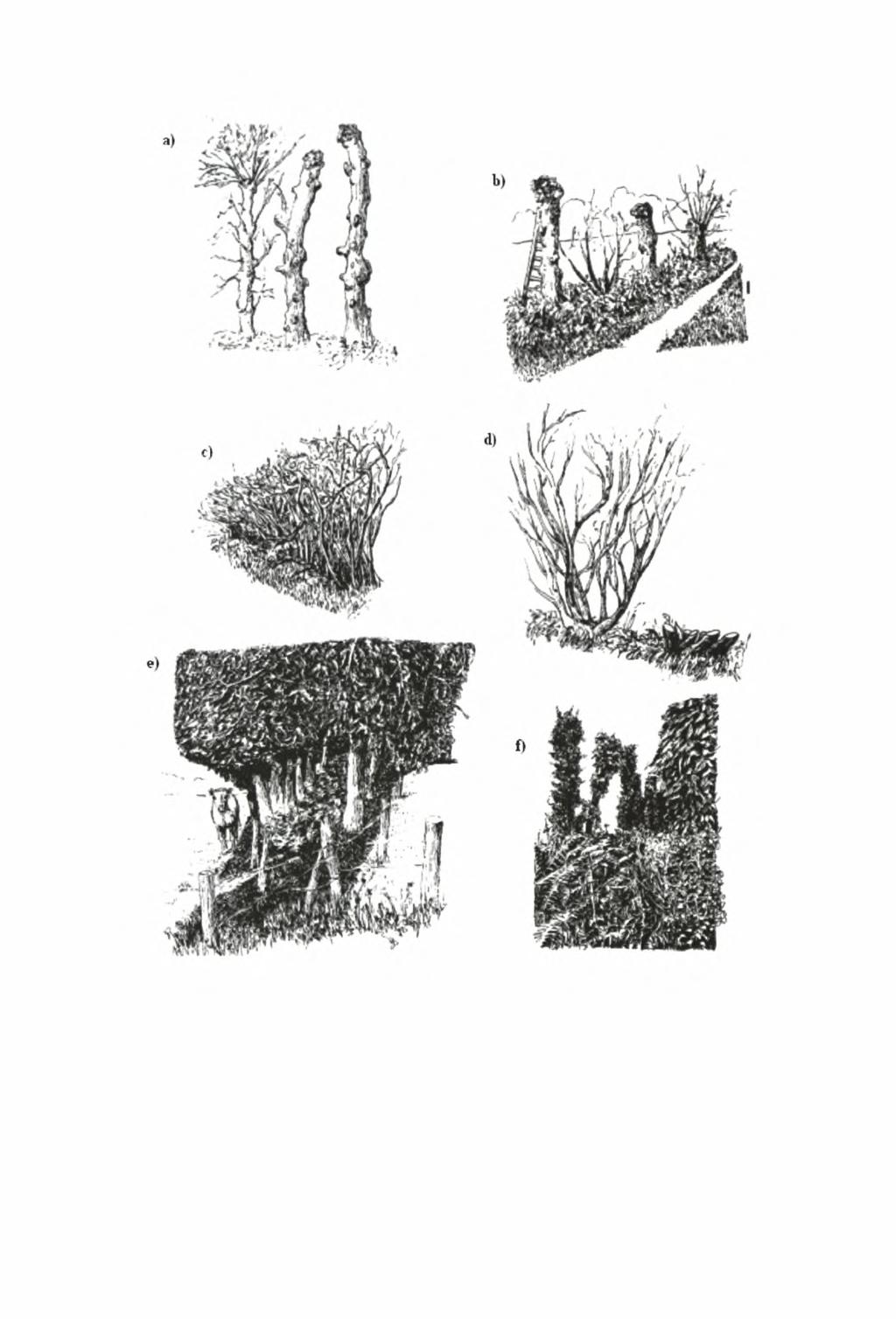 vn Εικόνα 4. Έξι παραδείγματα της ποικιλότητας των δομών των φυτοφραχτών, από Baudry et al (2000).