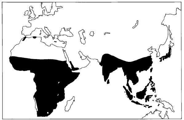 Γεωγραφική κατανομή των αρτίγονων