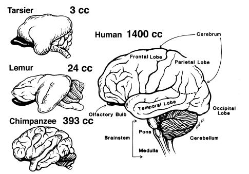 Εγκέφαλοι ενός λεμούριου (Lemur), ενός τάρσιου (Tarsius), ενός χιμπατζή (Pan), και του ανθρώπου (Homo sapiens).