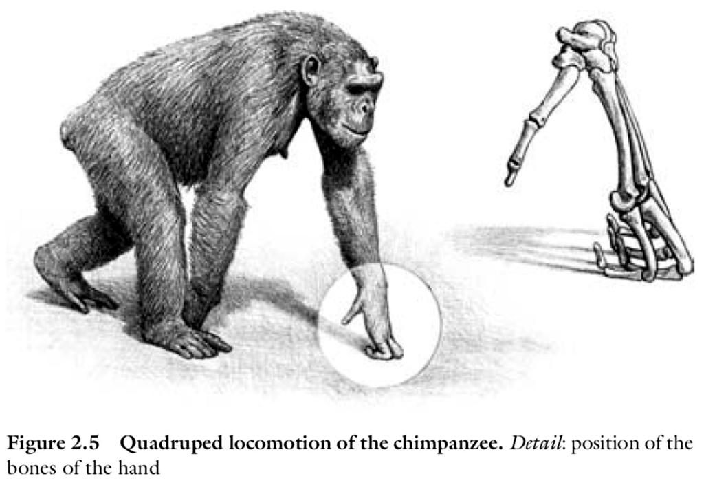 Οι χιμπατζήδες και οι γορίλες χαρακτηρίζονται από έναν ειδικό